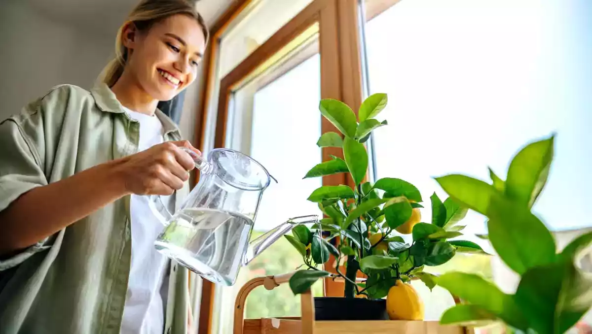 Como plantar e cuidar de um limoeiro em casa (mesmo em apartamento!)
